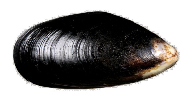  Mussule Mytilus trossulus